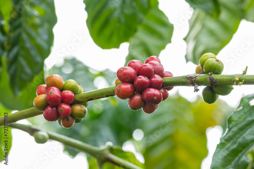 Arabica coffee beans on branch, with blurred green leaves.