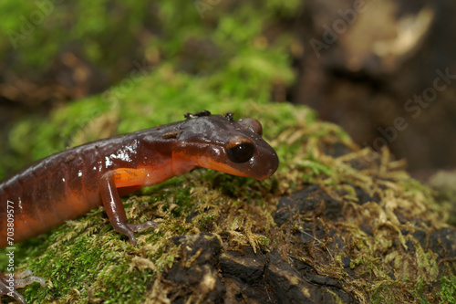 Closeup on nominate endemic Ensatina eschscholtzii eschscholtzii salamander, Big Sur National Park, South California photo