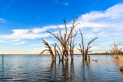 Lake Bonney with dead tree stumps in water at sunset time, Barmera, South Australia photo