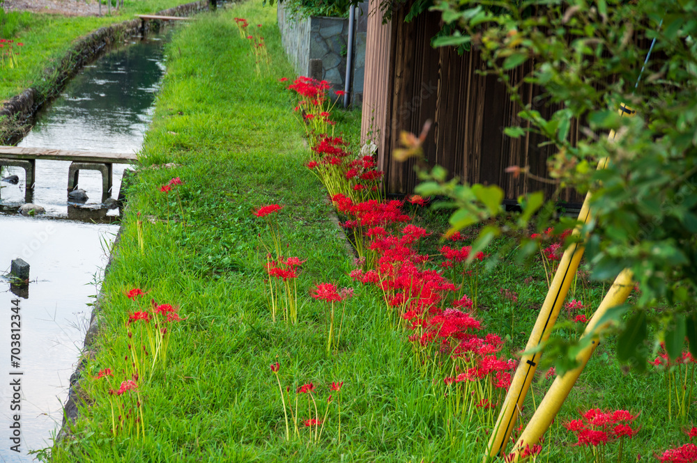 Fototapeta premium 彼岸花