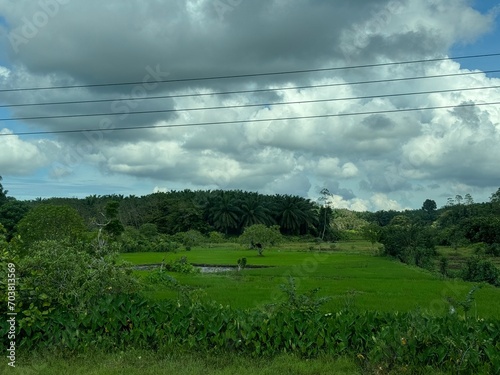 Sri Lanka, Nelumuyana garden with palm trees on a lush green meadow as seen from Aluthgama - Mathugama road