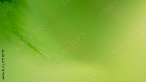 abstract Macro shot of green leaf on natural light background.