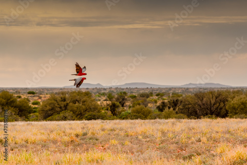 Two Galah Cockatoos, Eolophus roseicapilla, fly together on opposite wings in the bright warm light of the rising sun across the landscape of the Australian Outback photo
