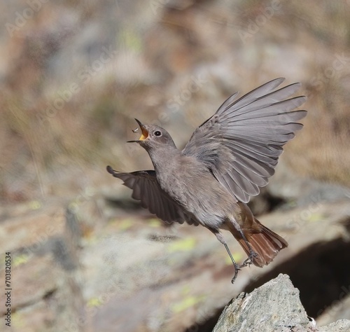 Capturing the dynamic moment of a Black Redstart in flight, launching from a rock, with open beak to catch an insect. photo