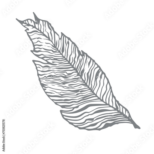 Black and white sheet. Vector illustration highlighted on a white background. For nature  eco and design. Hand-drawn plants  a frame for a postcard.