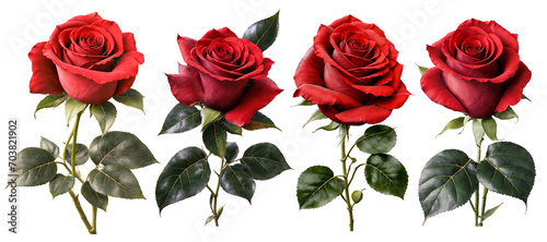 Set of large luxurious red rose on PNG background. Generative AI.