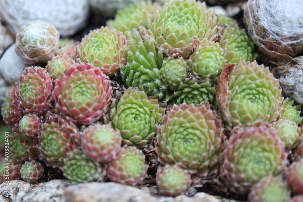 rojnik adelaar Sempervivum rojnik adelaar Sempervivum