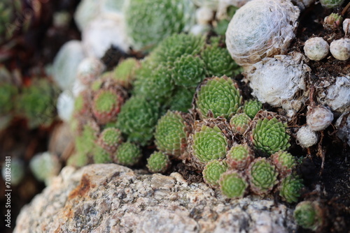 rojnik adelaar Sempervivum