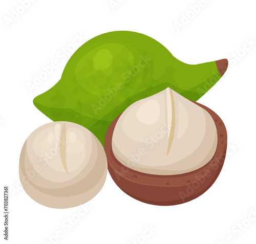 Macadamia clipart. Isolated textured nuts