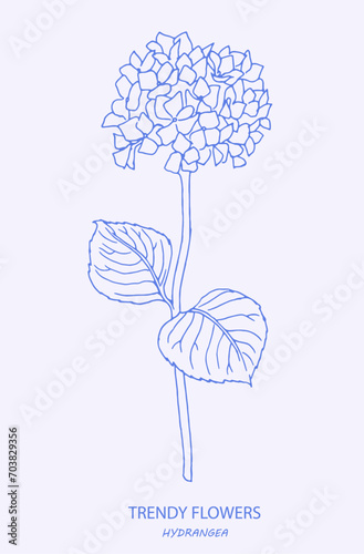 Line art illustration of  hydrangea. Logo. Trendy botanical elements. Hand drawn line leaves and flowers. Hydrangea, flower, hydrangeas, watercolor, floral illustration, blossom, bloom
