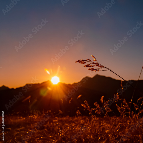 Alpine summer sunrise with a sunstar and details of an ear of grain at Mount Sechszeiger, Jerzens, Imst, Tyrol, Austria photo