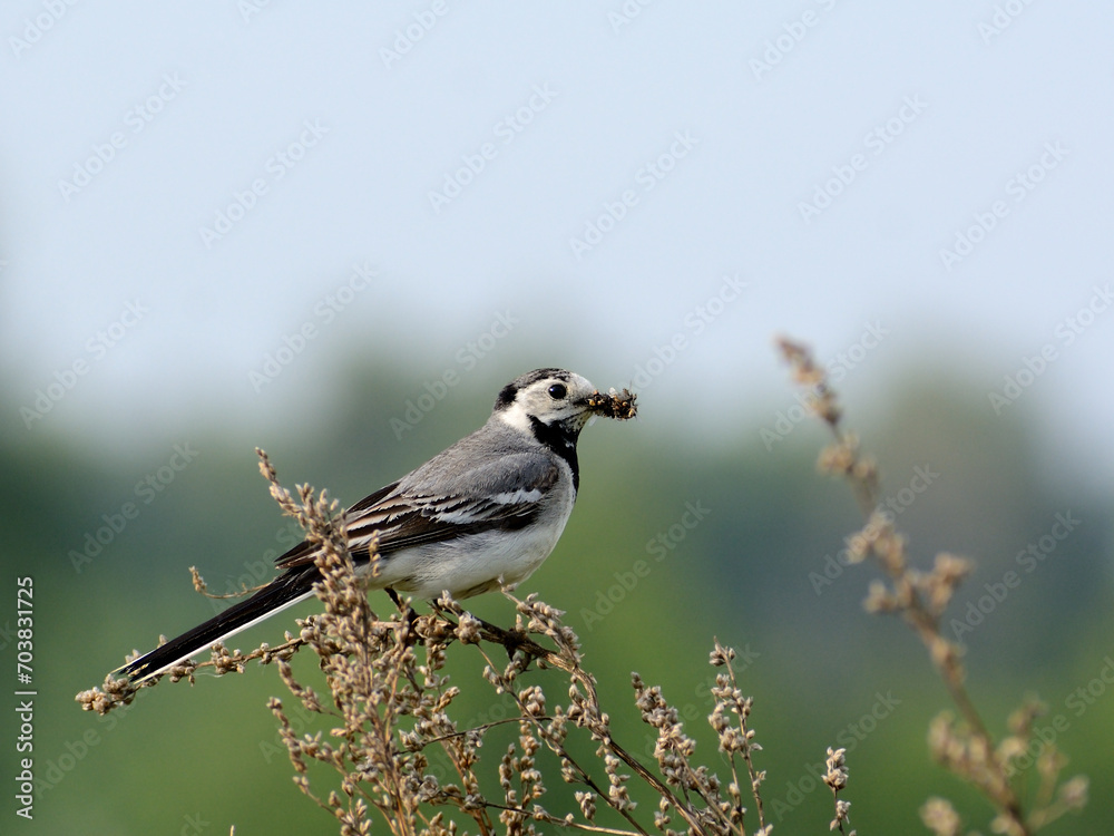 Fototapeta premium White wagtail with prey