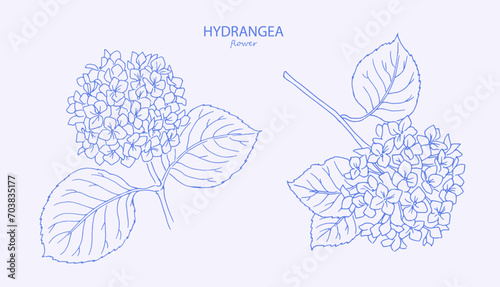 Line art illustration of  hydrangea. Logo. Trendy botanical elements. Hand drawn line leaves and flowers. Hydrangea, flower, hydrangeas, watercolor, floral illustration, blossom, bloom