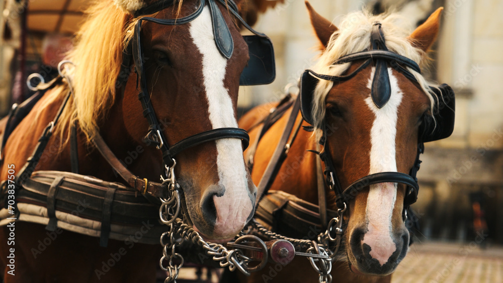 Horses In An Old City Center In Europe Provide Entertainment For Tourists