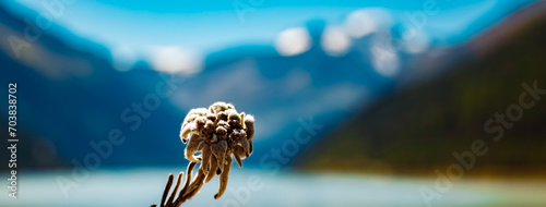 Leontopodium alpinum, Edelweiss, at the famous Kaunertal Glacier Road, Landeck, Tyrol, Austria