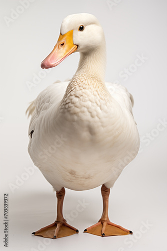 Duck isolated on white background.