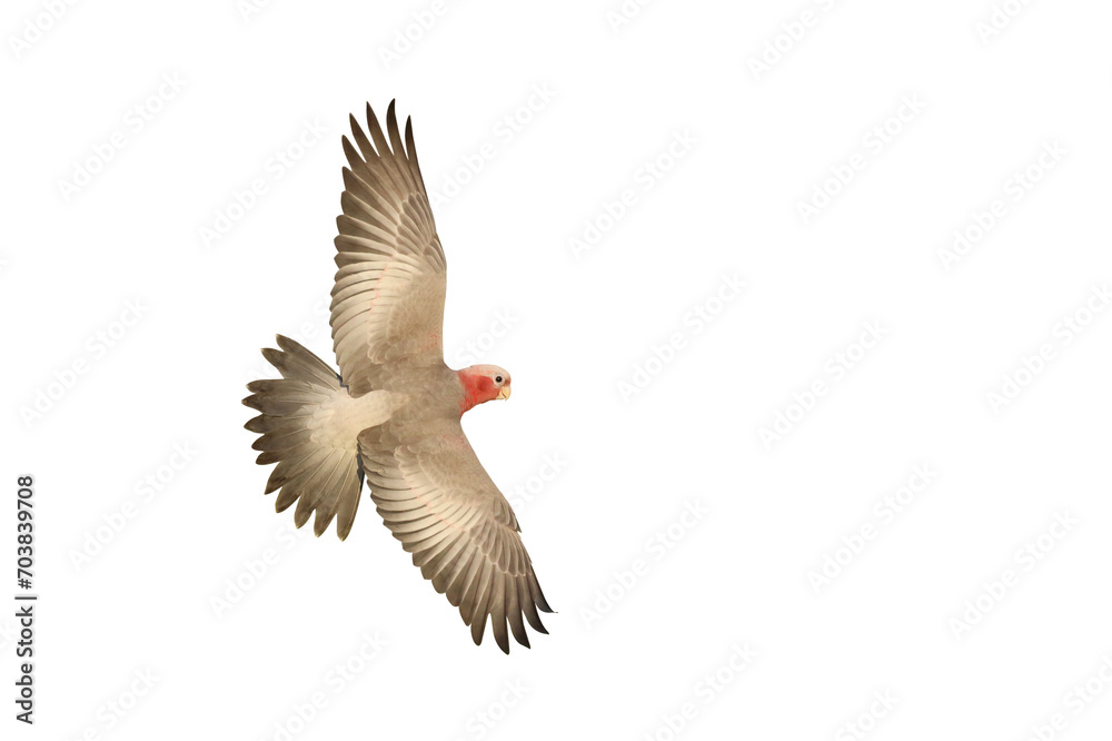 Obraz premium Beautiful of Galah Cockatoo flying isolated on transparent background png file