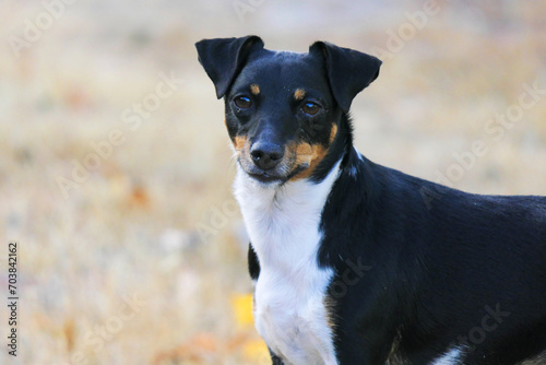 Portrait of a purebred dog Jack Russell Terrier © dizfoto1973