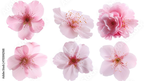 Set of beautiful cherry blossom flowers isolated on transparent background. photo