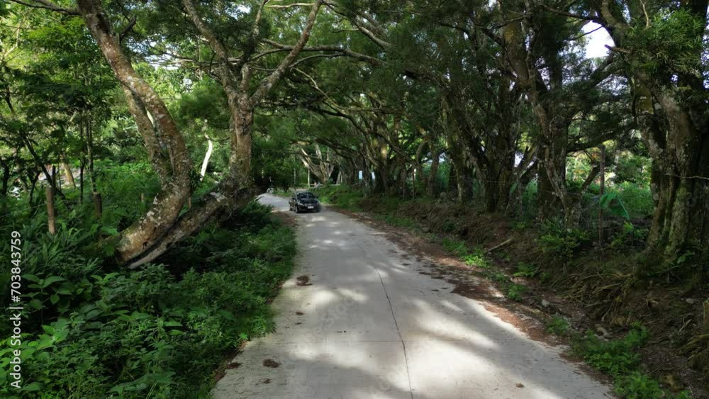 Car drives on road surrounded by diverse tropical trees Car drives on road surrounded by diverse tropical trees