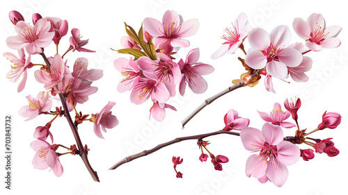 Set of beautiful cherry blossom flowers isolated on transparent background. © MDNANNU
