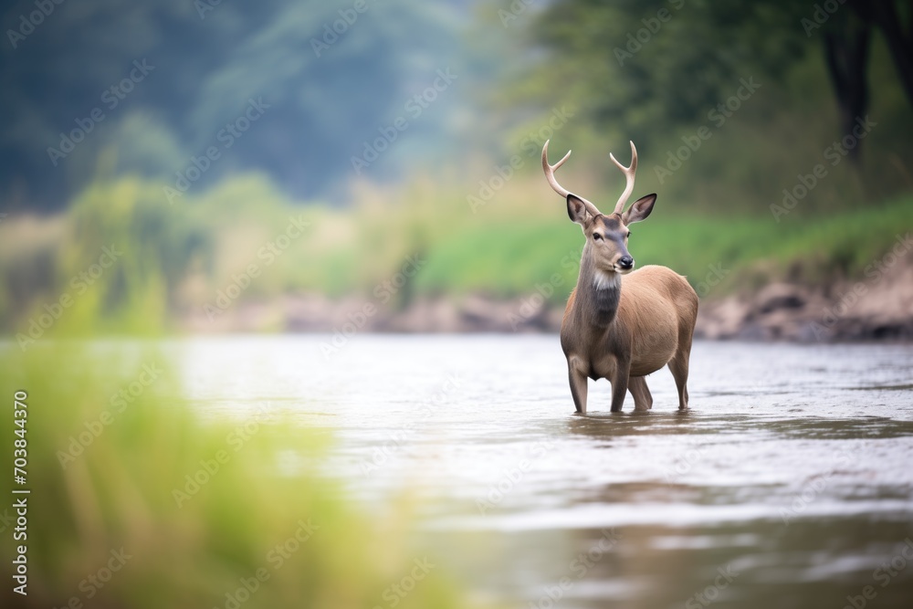 distant shot of waterbuck on river bend distant shot of waterbuck on river bend