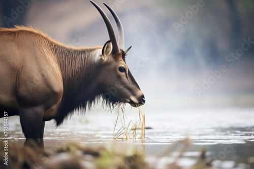 waterbuck snorting water by riverbank