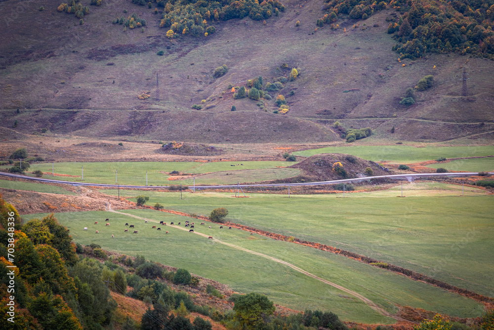 Obraz premium A herd of cows grazing in the mountains