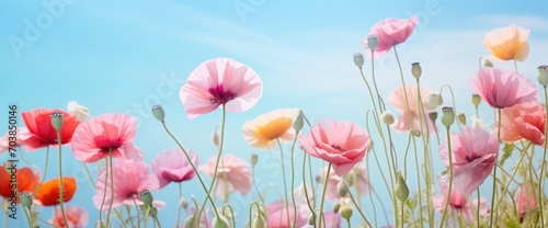 Beautiful colorful widescreen flower border of multi-colored poppies in nature close-up on pale blue background with soft selective focus. Light airy artistic image nature. © kashif 2158