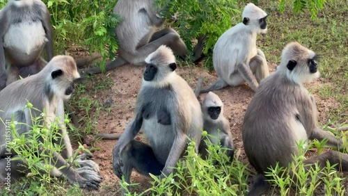 large group of tufted gray langur sit on grass and groom each others fur at Yala National Park, Sri Lanka photo