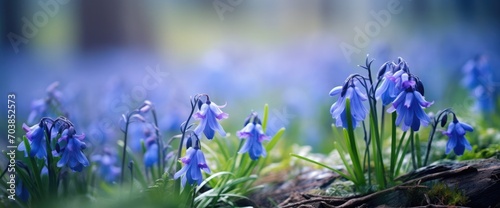 Blue scylla flowers in the early spring with slightly unfocused background