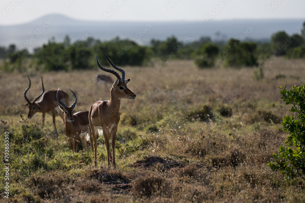 Obraz premium Antelope in the savannah of Africa