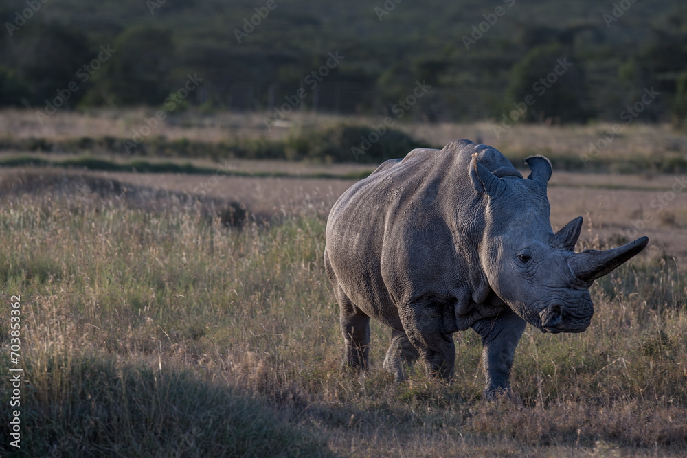 the last Rhinos in Africa are threatend with extinction the last Rhinos in Africa are threatend with extinction