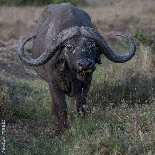  Buffalo herd in the savannah of Africa