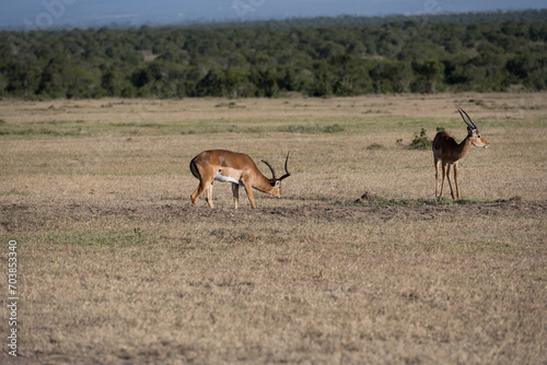 Antelope in the savannah of Africa