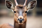 close-up of a roan antelopes face