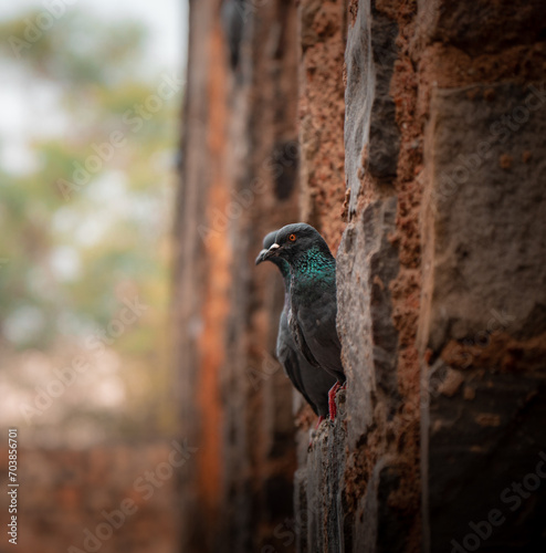 Extremely detailed Indian Pigeon peeking from a hole in the wall