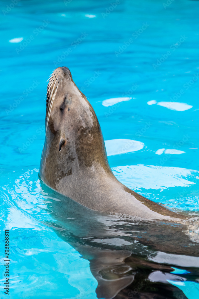 Fototapeta premium Beautiful vertical close side portrait of a sea lion sticking its head out while swimming