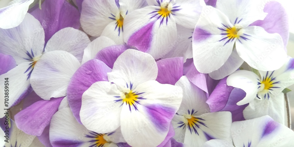水面に浮かぶビオラの花々