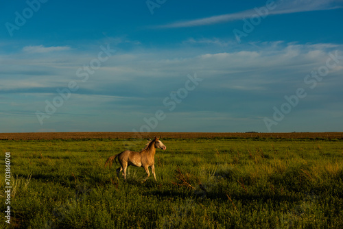 Horses in the Argentine coutryside, La Pampa province, Patagonia, Argentina.
