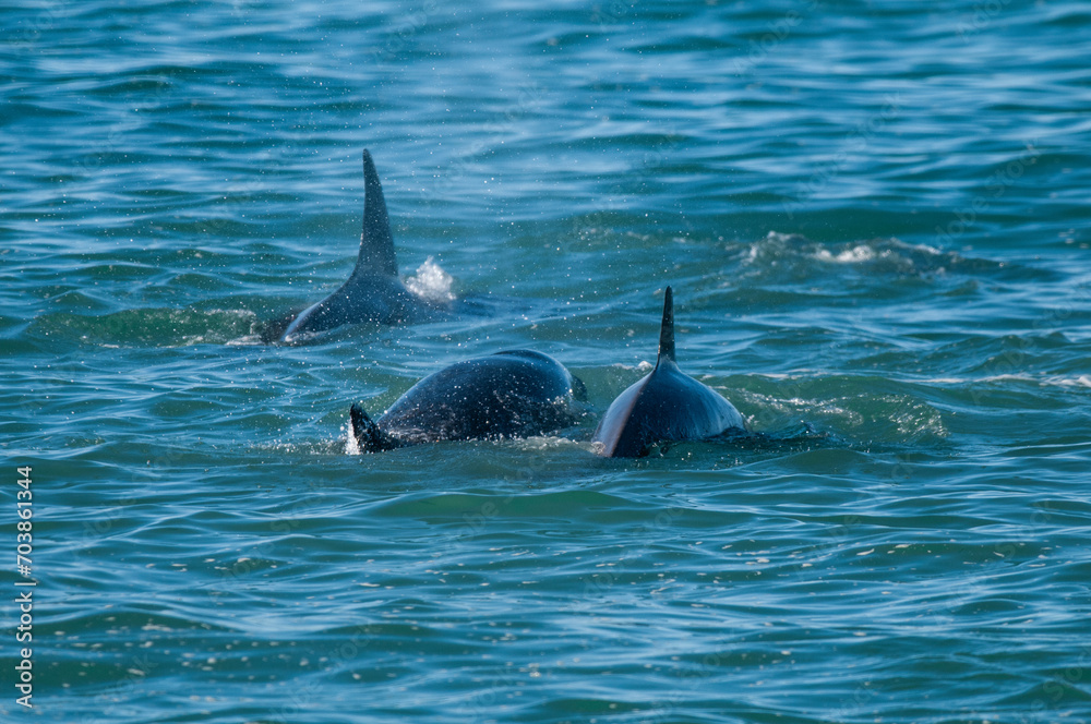 Naklejka premium Killer Whale, Orca, hunting a sea lions , Peninsula Valdes, Patagonia Argentina