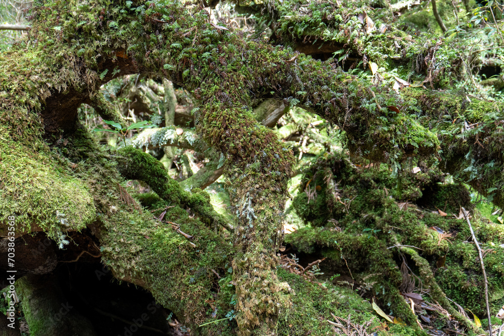 Fototapeta premium Trail in Shiratani Unsuikyo Ravine on Yakushima Island