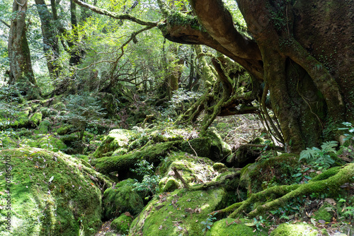 Trail in Shiratani Unsuikyo Ravine on Yakushima Island