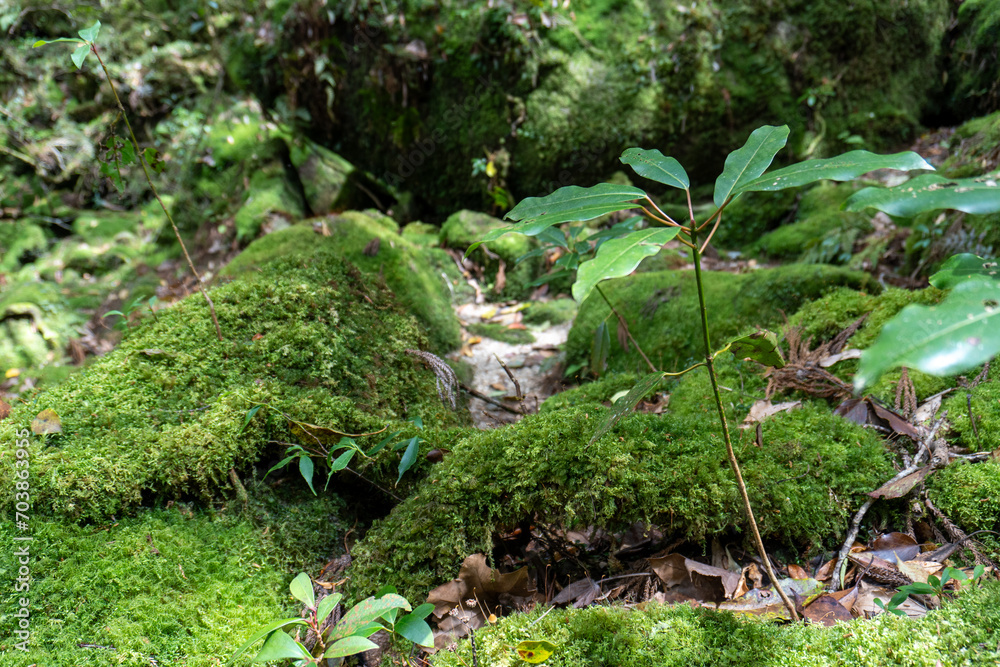 Trail in Shiratani Unsuikyo Ravine on Yakushima Island Trail in Shiratani Unsuikyo Ravine on Yakushima Island