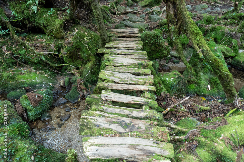 Trail in Shiratani Unsuikyo Ravine on Yakushima Island Trail in Shiratani Unsuikyo Ravine on Yakushima Island