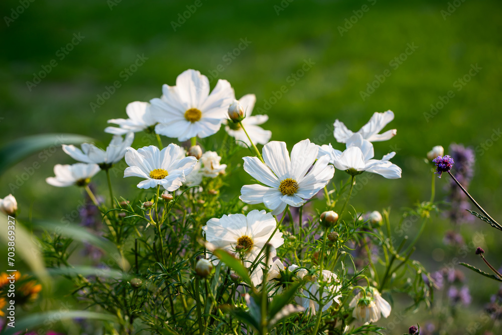 białe kwiaty onętka, kosmos, cosmos flowers - obrazy, fototapety, plakaty 