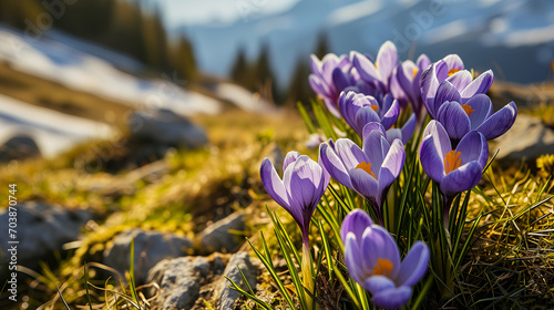 Field with flowers in mountain valley. Natural summer landscape, Colorful spring landscape photo