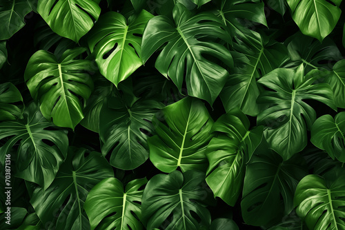 Background of many bright green monstera leaf textures coming together.