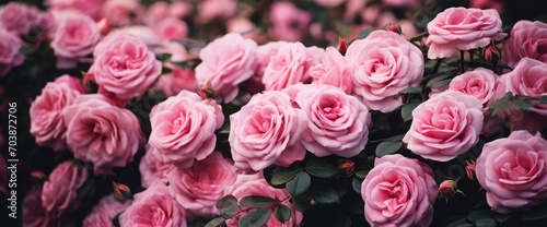 Pink rose flowers garden aesthetic