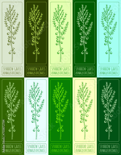 Set vector drawing of SPARROW GRASS in various colors. Hand drawn illustration. Latin name ASPARAGUS OFFICINALIS L.
